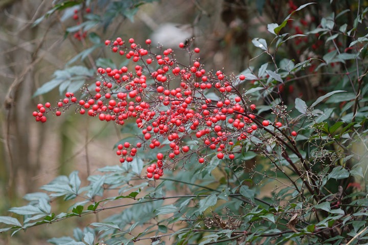 �i���e��